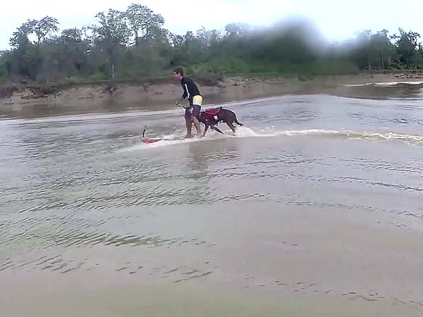 മനുഷ്യനും മൃഗവും ചോർന്നുള്ളൊരു സർഫിംഗ് റെക്കോർഡ്