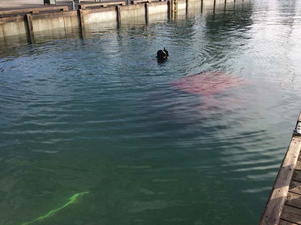 ജിപിഎസ് തുണച്ചില്ല ; കാറിനൊപ്പം യുവതിയും കായലിൽ