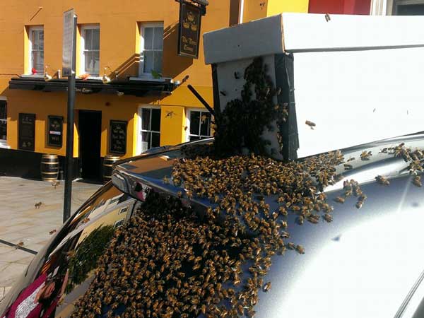 24മണിക്കൂറും കാറിനെ വേട്ടയാടി തേനീച്ചക്കൂട്ടം, എന്തിന്?