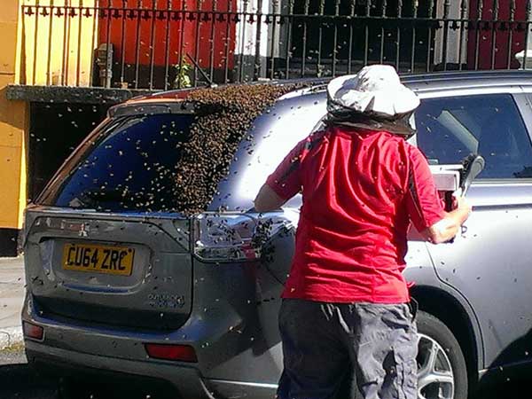 24മണിക്കൂറും കാറിനെ വേട്ടയാടി തേനീച്ചക്കൂട്ടം, എന്തിന്?