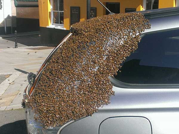 24മണിക്കൂറും കാറിനെ വേട്ടയാടി തേനീച്ചക്കൂട്ടം, എന്തിന്?