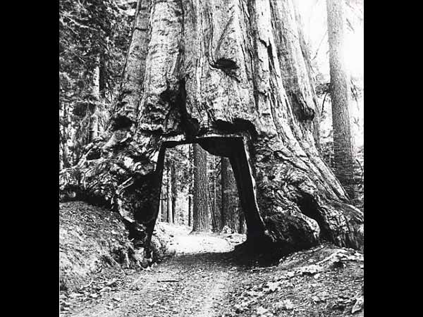 2000 വർഷം പഴക്കമുള്ള മരങ്ങളിൽ തീർത്ത അവിശ്വസനീയമായ പാതകൾ