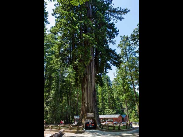 2000 വർഷം പഴക്കമുള്ള മരങ്ങളിൽ തീർത്ത അവിശ്വസനീയമായ പാതകൾ