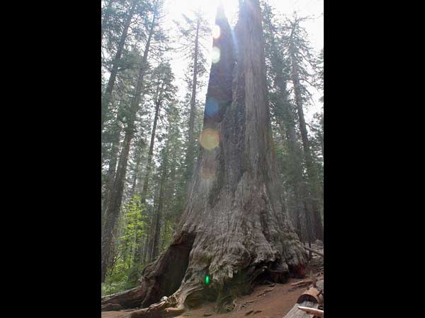 2000 വർഷം പഴക്കമുള്ള മരങ്ങളിൽ തീർത്ത അവിശ്വസനീയമായ പാതകൾ
