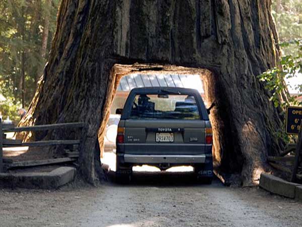 2000 വർഷം പഴക്കമുള്ള മരങ്ങളിൽ തീർത്ത അവിശ്വസനീയമായ പാതകൾ