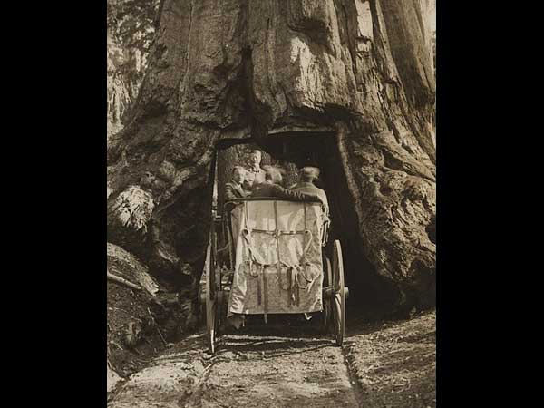 2000 വർഷം പഴക്കമുള്ള മരങ്ങളിൽ തീർത്ത അവിശ്വസനീയമായ പാതകൾ