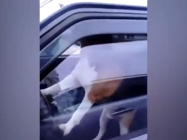 കാറിനകത്തിരുന്ന് ക്ഷമക്കെട്ട പട്ടി ചെയ്തതെന്ത്?