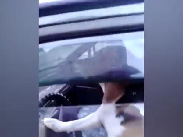 കാറിനകത്തിരുന്ന് ക്ഷമക്കെട്ട പട്ടി ചെയ്തതെന്ത്?