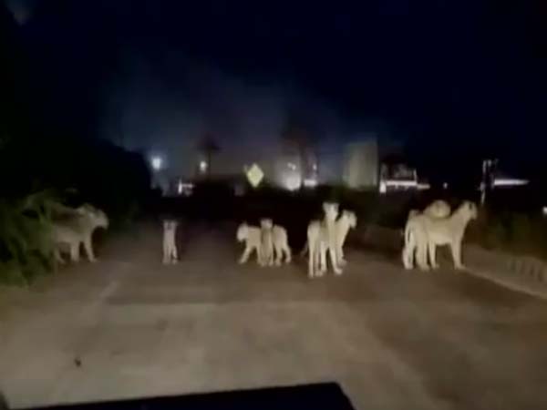 ദേശീയ പാതയില്‍ സിംഹങ്ങളുടെ സ്വൈര്യവിഹാരം; ദൃശ്യങ്ങള്‍ രാജ്യാന്തര ശ്രദ്ധ നേടുന്നു