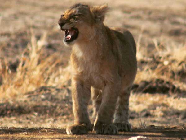 ദേശീയ പാതയില്‍ സിംഹങ്ങളുടെ സ്വൈര്യവിഹാരം; ദൃശ്യങ്ങള്‍ രാജ്യാന്തര ശ്രദ്ധ നേടുന്നു