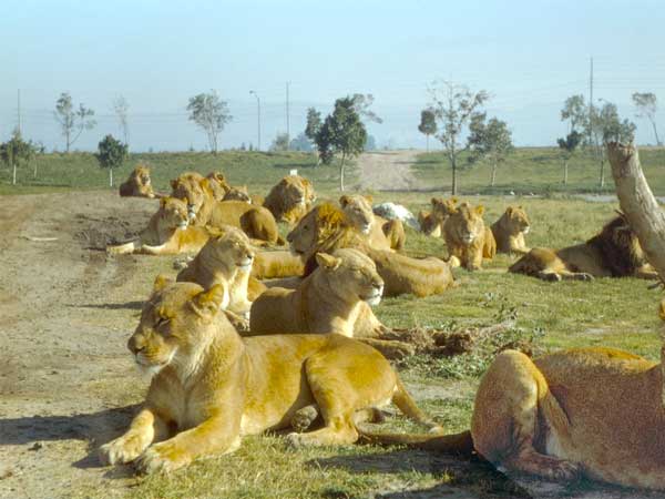 ദേശീയ പാതയില്‍ സിംഹങ്ങളുടെ സ്വൈര്യവിഹാരം; ദൃശ്യങ്ങള്‍ രാജ്യാന്തര ശ്രദ്ധ നേടുന്നു