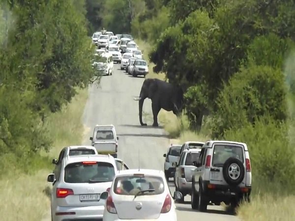 ദേശീയ പാതയില്‍ സിംഹങ്ങളുടെ സ്വൈര്യവിഹാരം; ദൃശ്യങ്ങള്‍ രാജ്യാന്തര ശ്രദ്ധ നേടുന്നു