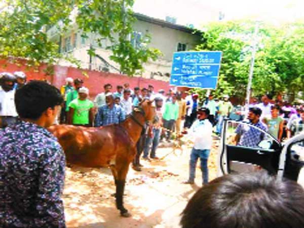 സഞ്ചരിക്കുന്ന കാറിലേക്ക് കുതിര ചാടി വീണു; പിന്നെ സംഭവിച്ചത്
