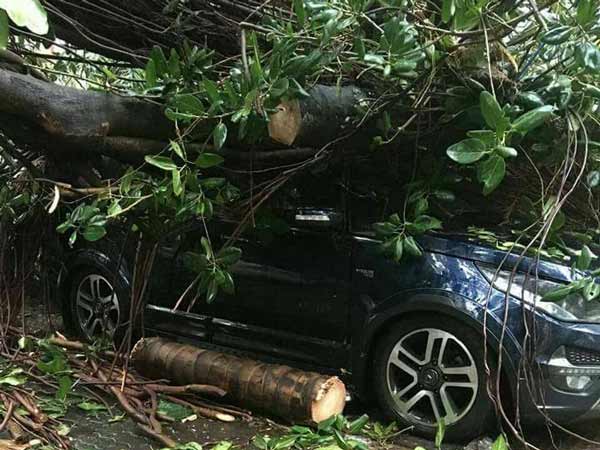 ടാറ്റയുടേത് കേവലം വീരവാദമല്ല; കടപുഴകി വീണ ഭീമന്‍ മരത്തിനെയും അതിജീവിച്ച് ഹെക്‌സ