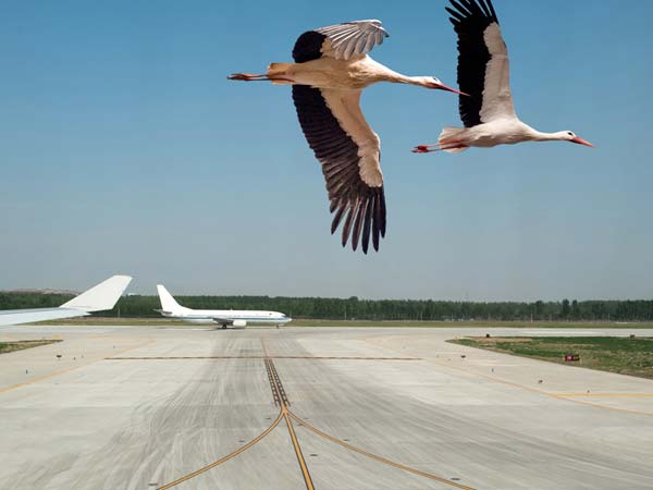 പക്ഷി വന്നിടിച്ചാല്‍ വിമാനം തകരുമോ?