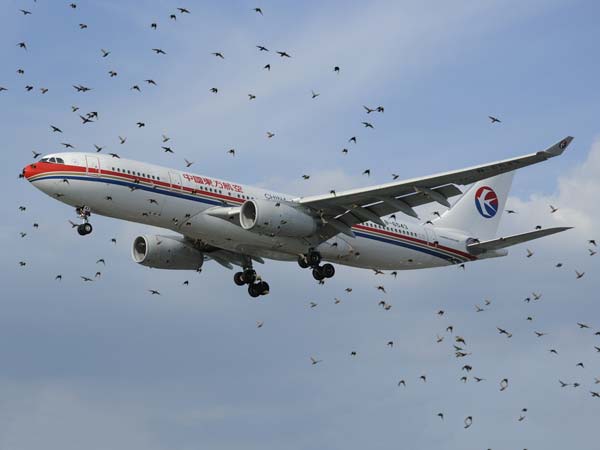 പക്ഷി വന്നിടിച്ചാല്‍ വിമാനം തകരുമോ?