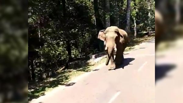 ആനയോ? അതുക്കും മേലെ ആനവണ്ടി — വീഡിയോ