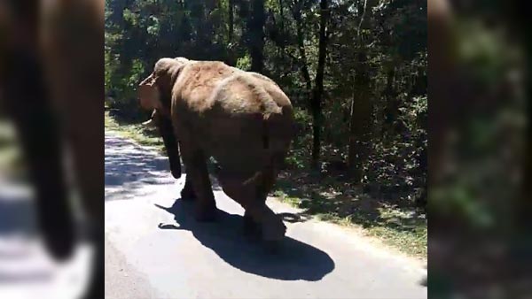 ആനയോ? അതുക്കും മേലെ ആനവണ്ടി — വീഡിയോ