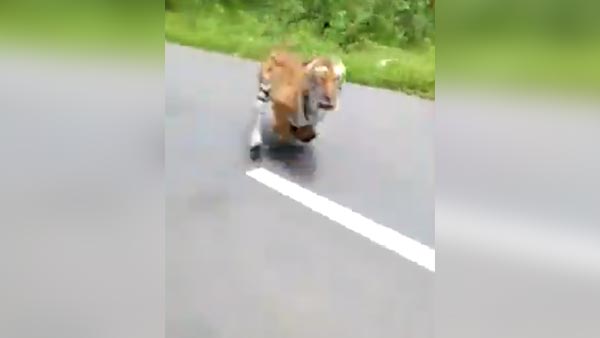 കാട്ടുപാതയില്‍ ബൈക്ക് യാത്രക്കാരെ പിന്തുടര്‍ന്ന് കടുവ, വീഡിയോ വൈറല്‍