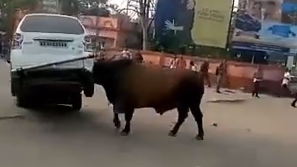 കാളയുടെ കലിക്ക് ഇരയായി ഒരു മാരുതി ആൾട്ടോ