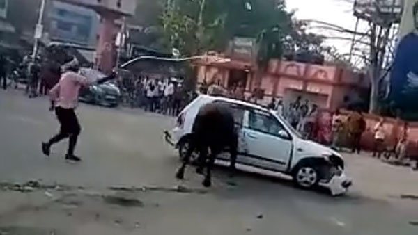 കാളയുടെ കലിക്ക് ഇരയായി ഒരു മാരുതി ആൾട്ടോ