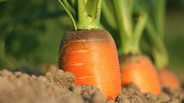 രാജ്യത്തെ ആദ്യ ഇലക്ട്രിക് ട്രാക്ടറിനെ അവതരിപ്പിച്ച് സ്റ്റാർട്ടപ്പ് കമ്പനി
