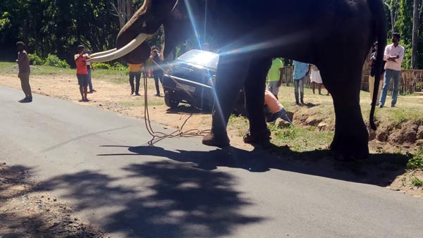 കുഴിയിൽ വീണ മാരുതി കാറിനെ കരകയറ്റി കൊമ്പൻ