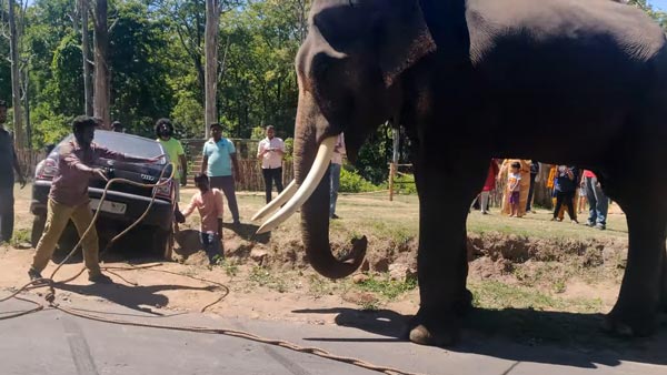 കുഴിയിൽ വീണ മാരുതി കാറിനെ കരകയറ്റി കൊമ്പൻ