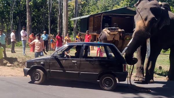 കുഴിയിൽ വീണ മാരുതി കാറിനെ കരകയറ്റി കൊമ്പൻ