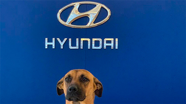 ട്യൂസോൺ പ്രൈം; ഹ്യുണ്ടായി ഷോറൂമിലെ വ്യത്യസ്ത സെയിൽസ്മാൻ ശ്രദ്ധ നേടുന്നു