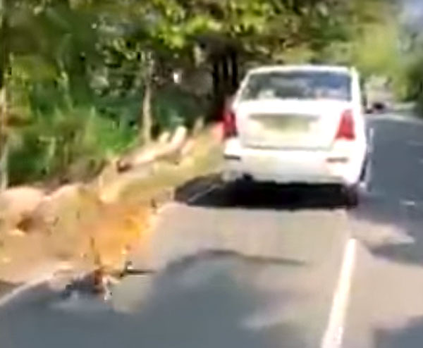 നടുറോഡിൽ നായയെ കെട്ടിവലിച്ച് ഡ്രൈവറുടെ ക്രൂരത; സ്വമേധയ കേസെടുത്ത് പൊലീസ്