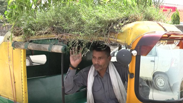 ചൂടിനെ പ്രതിരോധിക്കാൻ ചെടികൾ! ഓട്ടോറിക്ഷയ്ക്ക് മുകളിൽ മിനി ഗാർഡൻ സജ്ജമാക്കി ഡ്രൈവർ