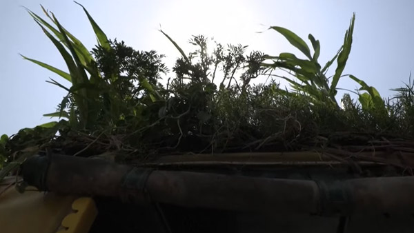 ചൂടിനെ പ്രതിരോധിക്കാൻ ചെടികൾ! ഓട്ടോറിക്ഷയ്ക്ക് മുകളിൽ മിനി ഗാർഡൻ സജ്ജമാക്കി ഡ്രൈവർ