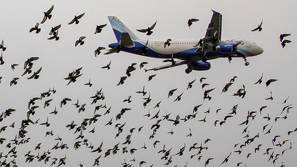 നിങ്ങള്‍ക്കറിയോമോ, എയര്‍പോര്‍ട്ടുകളില്‍ നിന്ന് പക്ഷികളെ എങ്ങനെയാണ് മാറ്റി നിര്‍ത്തുന്നതെന്ന്?