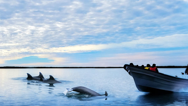 ഡോൾഫിനുകൾ ബോട്ടുകളുടെ പിന്തുടരുന്നത് എന്തുകൊണ്ട്?