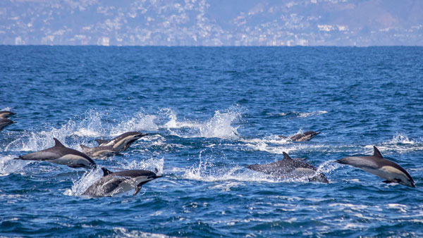 ഡോൾഫിനുകൾ ബോട്ടുകളുടെ പിന്തുടരുന്നത് എന്തുകൊണ്ട്?