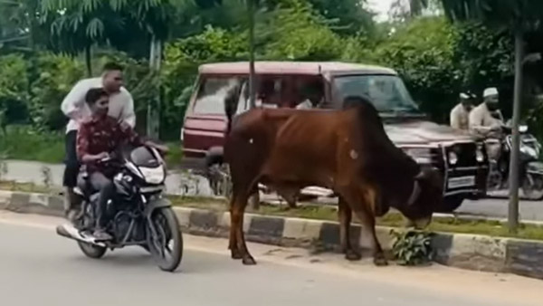കന്നുകാലികളുണ്ട് സൂക്ഷിക്കുക! ഹൈവേകളിൽ ഒന്ന് ശ്രദ്ധിക്കണേ ഗയ്സ്