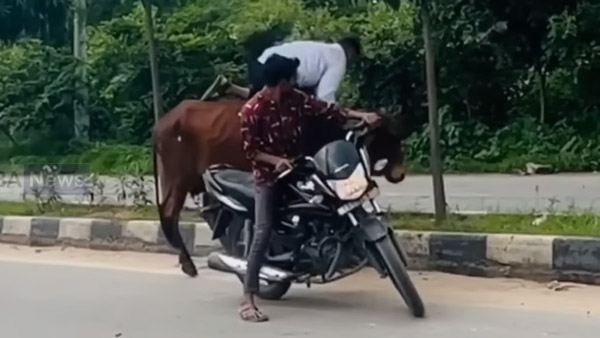 കന്നുകാലികളുണ്ട് സൂക്ഷിക്കുക! ഹൈവേകളിൽ ഒന്ന് ശ്രദ്ധിക്കണേ ഗയ്സ്