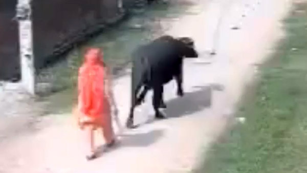 റോഡരികിലെ കന്നുകാലിയാണോ 'നമ്പാതെ'; പ്രകോപനമില്ലാതെ ബൈക്കിനെ ഇടിച്ച് തെറുപ്പിച്ച് പോത്ത്