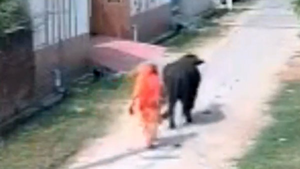 റോഡരികിലെ കന്നുകാലിയാണോ 'നമ്പാതെ'; പ്രകോപനമില്ലാതെ ബൈക്കിനെ ഇടിച്ച് തെറുപ്പിച്ച് പോത്ത്