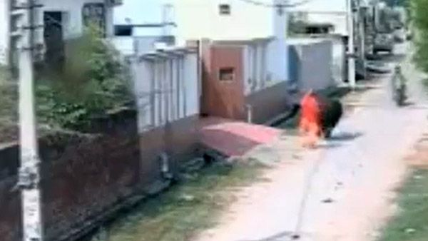 റോഡരികിലെ കന്നുകാലിയാണോ 'നമ്പാതെ'; പ്രകോപനമില്ലാതെ ബൈക്കിനെ ഇടിച്ച് തെറുപ്പിച്ച് പോത്ത്