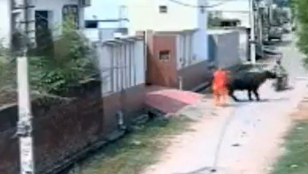 റോഡരികിലെ കന്നുകാലിയാണോ 'നമ്പാതെ'; പ്രകോപനമില്ലാതെ ബൈക്കിനെ ഇടിച്ച് തെറുപ്പിച്ച് പോത്ത്