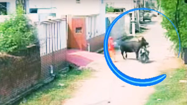 റോഡരികിലെ കന്നുകാലിയാണോ 'നമ്പാതെ'; പ്രകോപനമില്ലാതെ ബൈക്കിനെ ഇടിച്ച് തെറുപ്പിച്ച് പോത്ത്