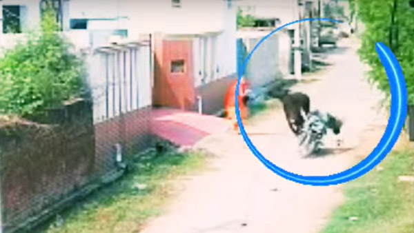 റോഡരികിലെ കന്നുകാലിയാണോ 'നമ്പാതെ'; പ്രകോപനമില്ലാതെ ബൈക്കിനെ ഇടിച്ച് തെറുപ്പിച്ച് പോത്ത്