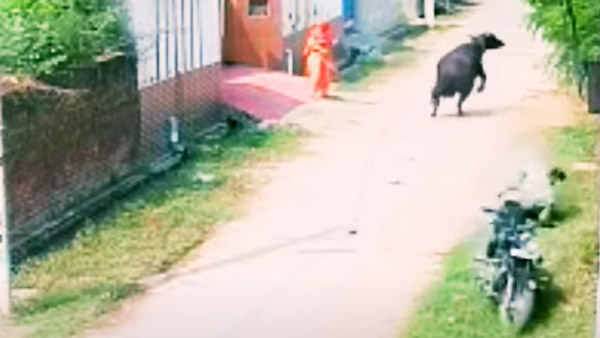 റോഡരികിലെ കന്നുകാലിയാണോ 'നമ്പാതെ'; പ്രകോപനമില്ലാതെ ബൈക്കിനെ ഇടിച്ച് തെറുപ്പിച്ച് പോത്ത്