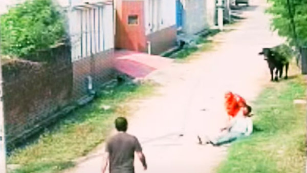 റോഡരികിലെ കന്നുകാലിയാണോ 'നമ്പാതെ'; പ്രകോപനമില്ലാതെ ബൈക്കിനെ ഇടിച്ച് തെറുപ്പിച്ച് പോത്ത്