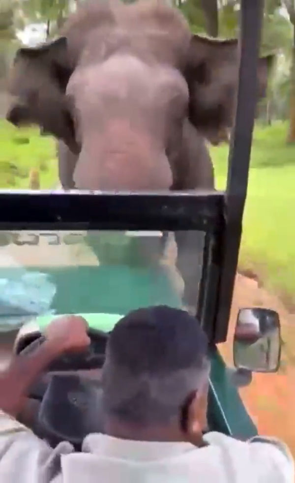  സ്‌കില്‍ എന്നാല്‍ ഇതാണ്; കുത്താന്‍ പാഞ്ഞ കൊമ്പനെ റിവേഴ്‌സ് അടിച്ച് തോല്‍പിച്ച് സഫാരി ജീപ്പ് ഡ്രൈവര്‍