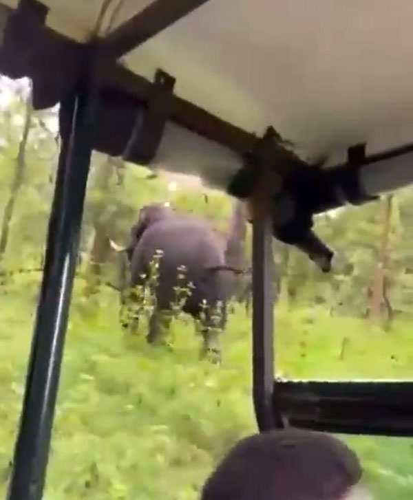  സ്‌കില്‍ എന്നാല്‍ ഇതാണ്; കുത്താന്‍ പാഞ്ഞ കൊമ്പനെ റിവേഴ്‌സ് അടിച്ച് തോല്‍പിച്ച് സഫാരി ജീപ്പ് ഡ്രൈവര്‍