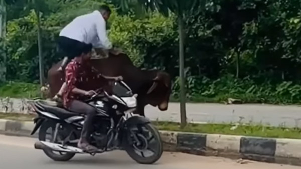 റോഡരിലെ കന്നുകാലിയാണോ 'നമ്പാതെ'; പ്രകോപനമില്ലാതെ ബൈക്കിനെ ഇടിച്ച് തെറുപ്പിച്ച് പോത്ത്