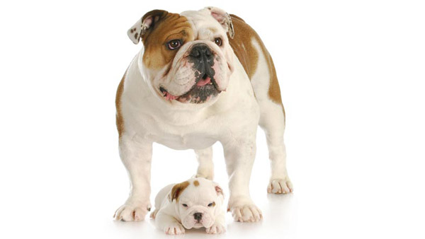 നായ്ക്കള്‍ വാഹനത്തിന് പിന്നാലെ ഓടിയിട്ടുണ്ടോ? നിങ്ങള്‍ ചിന്തിക്കാത്ത ചില കാരണങ്ങളുണ്ട്